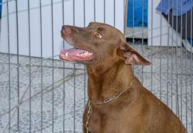 Maricá promove duas campanhas de adoção de cães e gatos neste sábado
