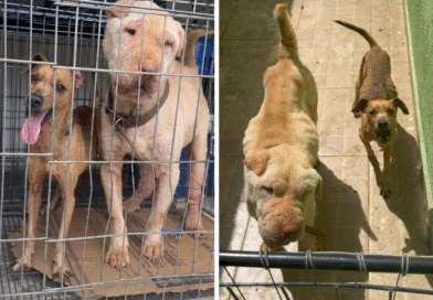 Polícia Civil e Secretaria de Bem-Estar Animal resgatam cães vítimas de maus-tratos em Itaipuaçu