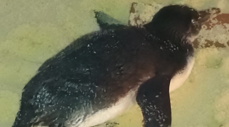 Pinguim é encontrado morto em praia de Cordeirinho