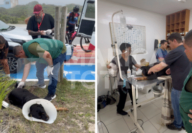 Cadela abandonada na orla de Itaipuaçu é resgatada pela Secretaria de Bem-Estar Animal