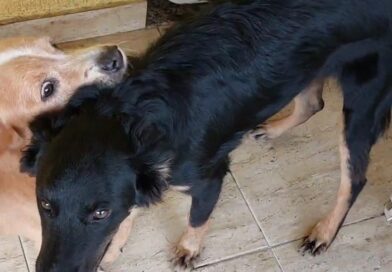 Família procura por cachorro desaparecido após fogos na Mumbuca