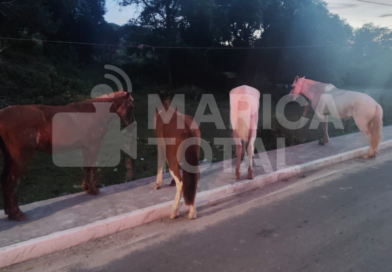 Tentativa de furto de cavalos da Fazenda Pública é frustrada após secretário flagrar ação em Maricá