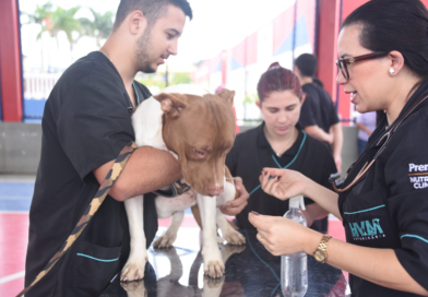 Castração Solidária oferece 60 vagas para tutores de Itaipuaçu neste sábado(17/01)