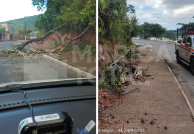 Queda de árvore causa interdição e Defesa Civil evita caos no trânsito da Gamboa
