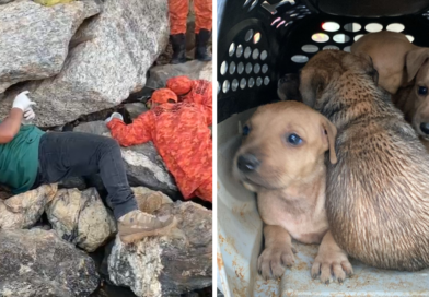 Filhotes são resgatados entre pedras no canal de Ponta Negra após mobilização de banhistas