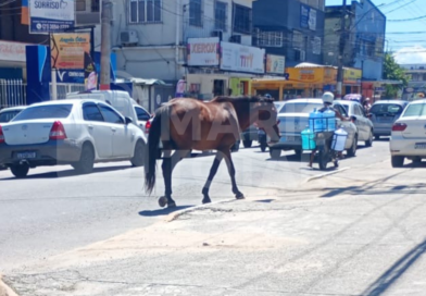 Cavalo solto no Centro de Maricá causa risco no trânsito