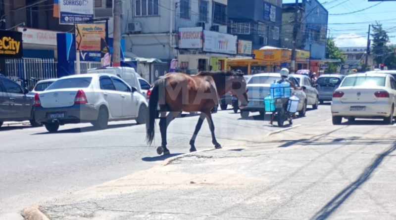 Cavalo solto no Centro de Maricá causa risco no trânsito