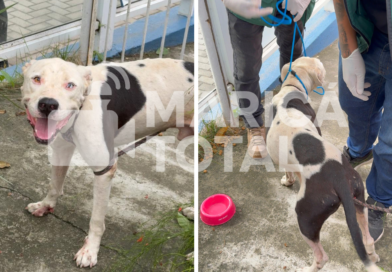 Crianças ficam feridas após cachorro invadir escola no Centro de Maricá