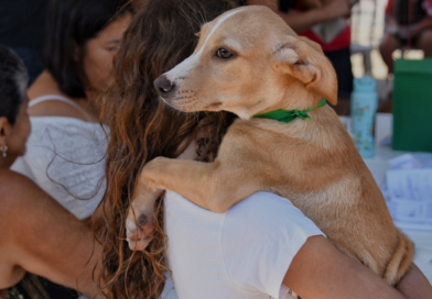 Campanha de adoção leva 42 cães e gatos para Ponta Negra neste sábado