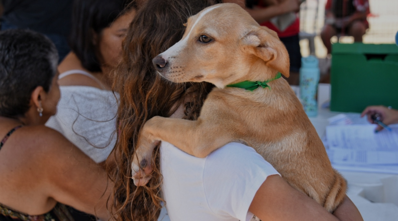 Campanha de adoção leva 42 cães e gatos para Ponta Negra neste sábado
