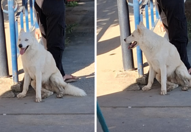Cadela perdida é vista na passarela da Maminha de Ouro no Caxito