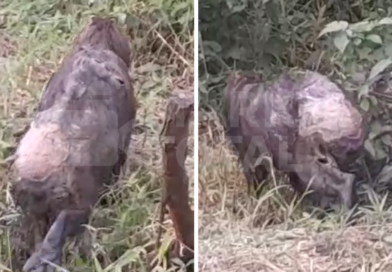Morador encontra capivara ferida no Bananal e cobra resgate em Maricá