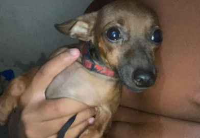 Família procura por cadela desaparecida em Cordeirinho