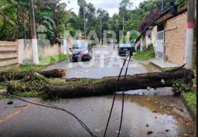 Árvore cai na Avenida Park Way, em Bambuí, e atinge fiação elétrica