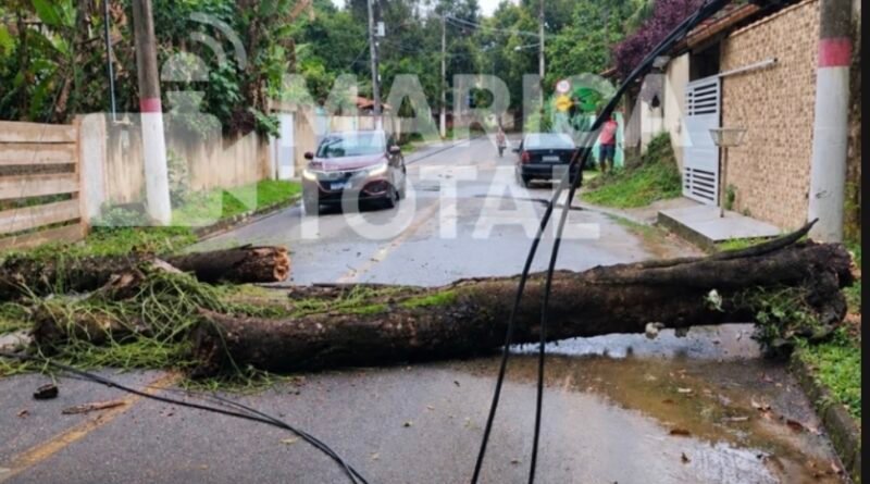 Árvore cai na Avenida Park Way, em Bambuí, e atinge fiação elétrica