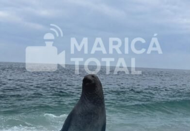 Elefante-marinho é visto descansando na Praia de Itaipuaçu, em Maricá